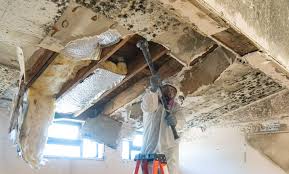 Why You Should Choose Our Mold Remediation Services in Susitna North, AK